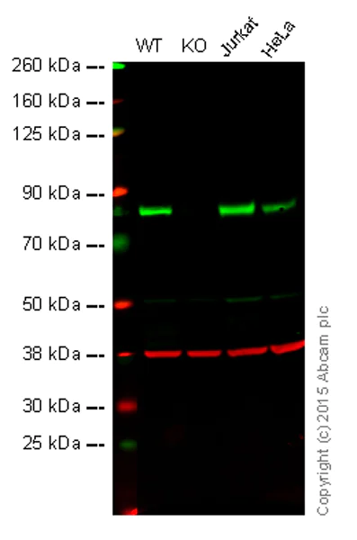 Western blot - Anti-PKC delta antibody [EPR17075] (AB182126)