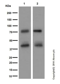 Western blot - Anti-PKC delta antibody [EPR17075] (AB182126)