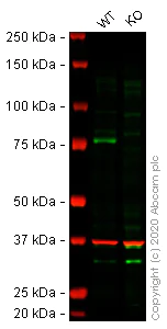 Western blot - Anti-PKC delta antibody [EPR17075] (AB182126)