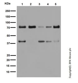 Western blot - Anti-PKC delta antibody [EPR17075] (AB182126)