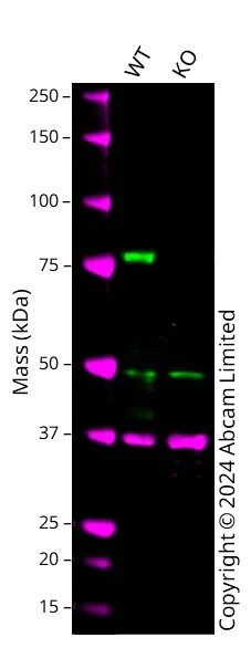 Western blot - Anti-PKC delta antibody [EPR17075] (AB182126)