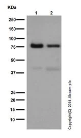 Western blot - Anti-PKC delta antibody [EPR17075] (AB182126)