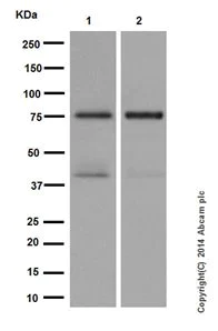 Western blot - Anti-PKC delta antibody [EPR17075] (AB182126)