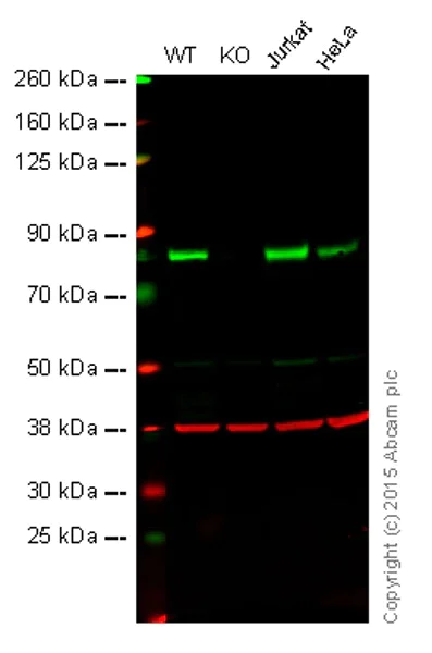 Western blot - Anti-PKC delta antibody [EPR17075] - BSA and Azide free (AB222229)