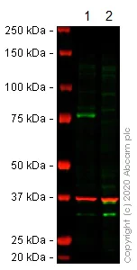 Western blot - Anti-PKC delta antibody [EPR17075] - BSA and Azide free (AB222229)