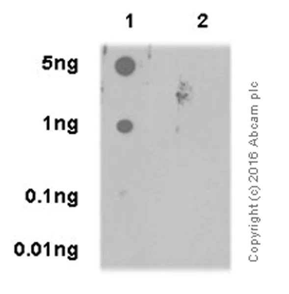 Dot Blot - Anti-PKC delta (phospho S645) antibody [EP1486Y] (AB108972)