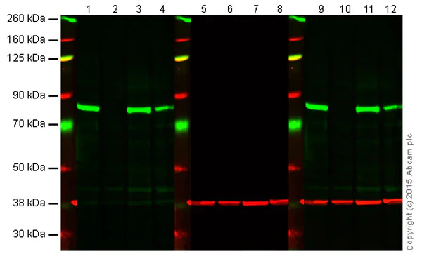 Western blot - Anti-PKC delta (phospho S645) antibody [EP1486Y] - BSA and Azide free (AB284781)