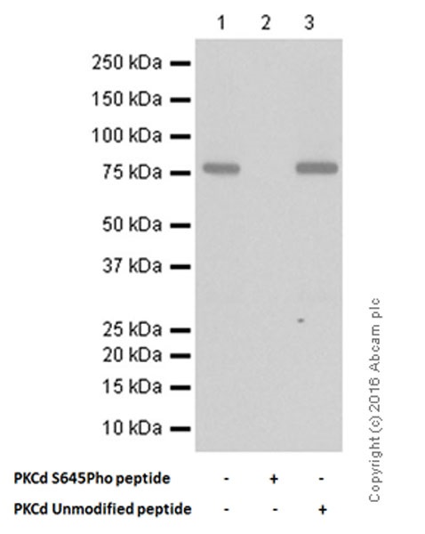 Western blot - Anti-PKC delta (phospho S645) antibody [EP1486Y] - BSA and Azide free (AB284781), expandable thumbnail