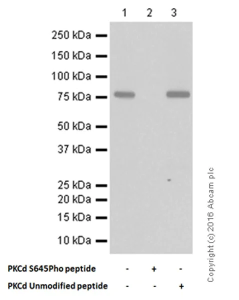 Western blot - Anti-PKC delta (phospho S645) antibody [EP1486Y] - BSA and Azide free (AB284781)
