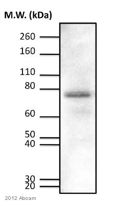 Western blot - Anti-PKC delta (phospho T505) antibody (AB60992)