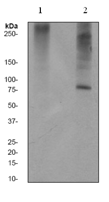 Western blot - Anti-PKC delta (phospho T507) antibody [EPR1485Y] - BSA and Azide free (AB247349), expandable thumbnail