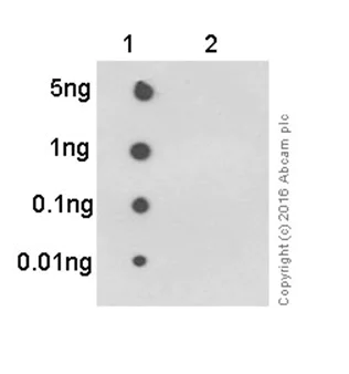 Dot Blot - Anti-PKC delta (phospho Y311) antibody [EPR2609Y] - BSA and Azide free (AB247449)