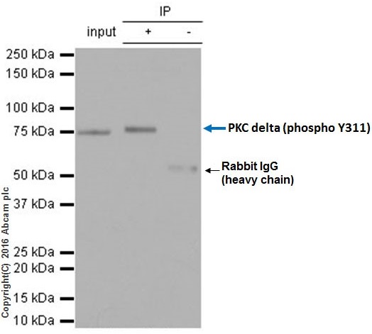 Immunoprecipitation - Anti-PKC delta (phospho Y311) antibody [EPR2609Y] - BSA and Azide free (AB247449), expandable thumbnail