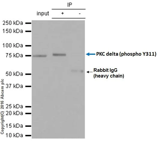 Immunoprecipitation - Anti-PKC delta (phospho Y311) antibody [EPR2609Y] - BSA and Azide free (AB247449)