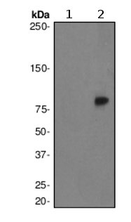 Western blot - Anti-PKC delta (phospho Y311) antibody [EPR2609Y] - BSA and Azide free (AB247449), expandable thumbnail