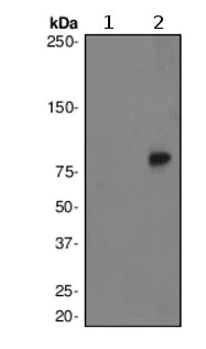Western blot - Anti-PKC delta (phospho Y311) antibody [EPR2609Y] - BSA and Azide free (AB247449)