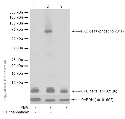 Western blot - Anti-PKC delta (phospho Y311) antibody [EPR2609Y] - BSA and Azide free (AB247449)