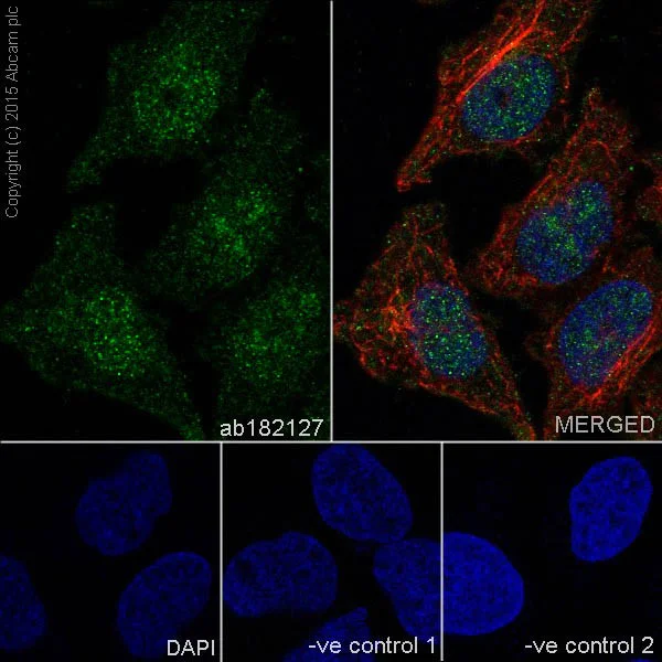 Immunocytochemistry/ Immunofluorescence - Anti-PKC delta + PKC theta antibody [EPR17074] - BSA and Azide free (AB250576)