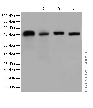 Western blot - Anti-PKC delta + PKC theta antibody [EPR17074] - BSA and Azide free (AB250576)