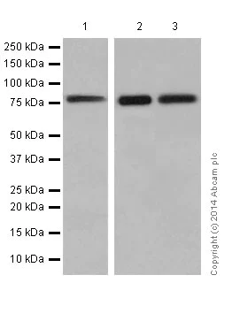 Western blot - Anti-PKC delta + PKC theta antibody [EPR17074] - BSA and Azide free (AB250576)