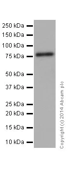 Western blot - Anti-PKC delta + PKC theta antibody [EPR17074] - BSA and Azide free (AB250576)