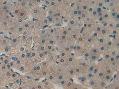 Immunohistochemistry (Formalin/PFA-fixed paraffin-embedded sections) - Anti-PKC epsilon antibody (AB233292)