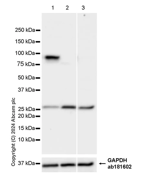 Western blot - Anti-PKC epsilon antibody [EPR28194-50] - BSA and Azide free (AB317499)