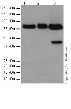 Western blot - Anti-PKC eta antibody [EPR18513] (AB179524)