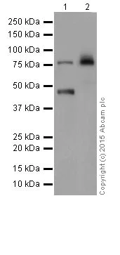 Western blot - Anti-PKC eta antibody [EPR18513] (AB179524)