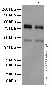 Western blot - Anti-PKC eta antibody [EPR18513] (AB179524)