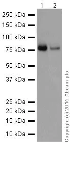 Western blot - Anti-PKC eta antibody [EPR18513] (AB179524)