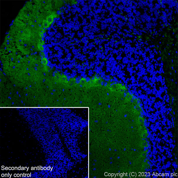 Immunohistochemistry (Frozen sections) - Anti-PKC gamma antibody [EPR2750] (AB108961), expandable thumbnail