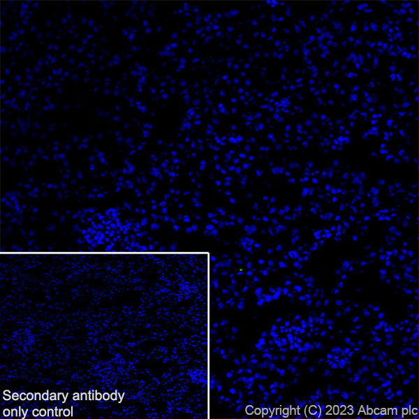 Immunohistochemistry (Frozen sections) - Anti-PKC gamma antibody [EPR2750] (ab108961), expandable thumbnail