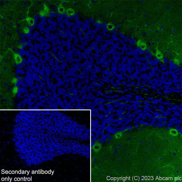 Immunohistochemistry (Frozen sections) - Anti-PKC gamma antibody [EPR2750] (AB108961), expandable thumbnail