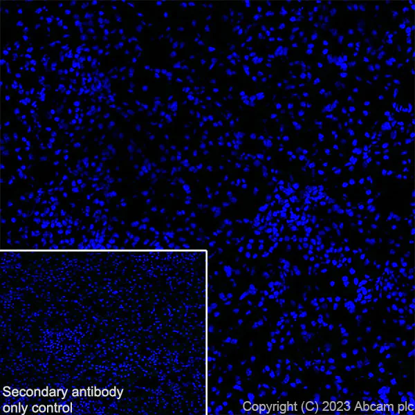 Immunohistochemistry (Frozen sections) - Anti-PKC gamma antibody [EPR2750] (AB108961)