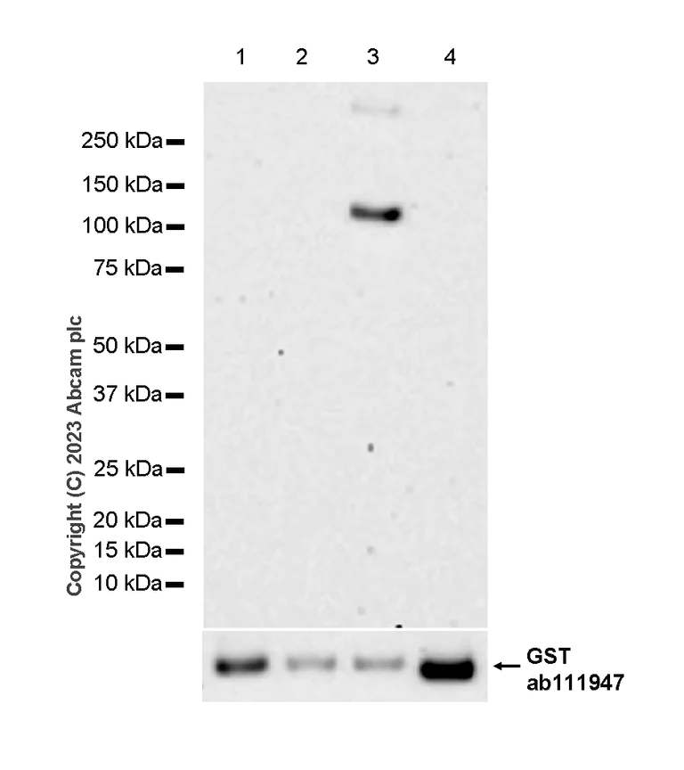 Western blot - Anti-PKC gamma antibody [EPR2750] (AB108961)