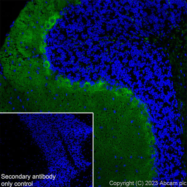Immunohistochemistry (Frozen sections) - Anti-PKC gamma antibody [EPR2750] - BSA and Azide free (AB247722)