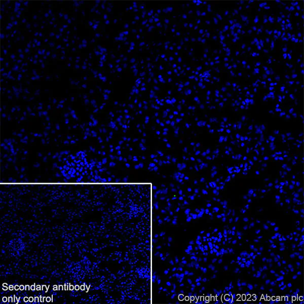 Immunohistochemistry (Frozen sections) - Anti-PKC gamma antibody [EPR2750] - BSA and Azide free (AB247722)
