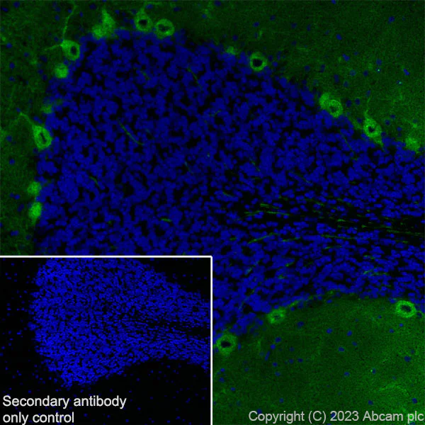 Immunohistochemistry (Frozen sections) - Anti-PKC gamma antibody [EPR2750] - BSA and Azide free (AB247722)