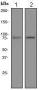 Western blot - Anti-PKC gamma antibody [EPR2750] - BSA and Azide free (AB247722)