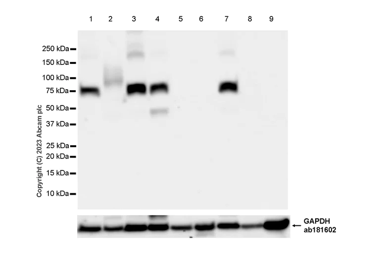Western blot - Anti-PKC gamma antibody [EPR2750] - BSA and Azide free (AB247722)