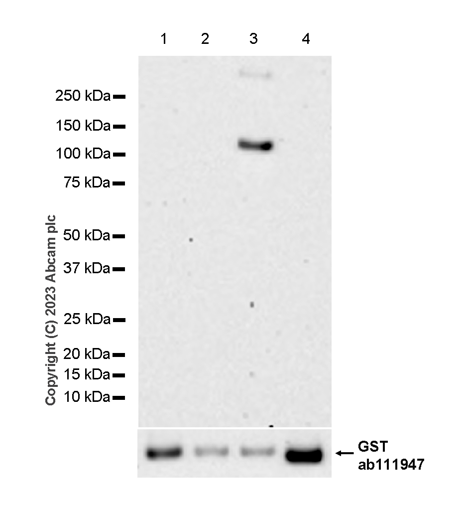 Western blot - Anti-PKC gamma antibody [EPR2750] - BSA and Azide free (AB247722), expandable thumbnail