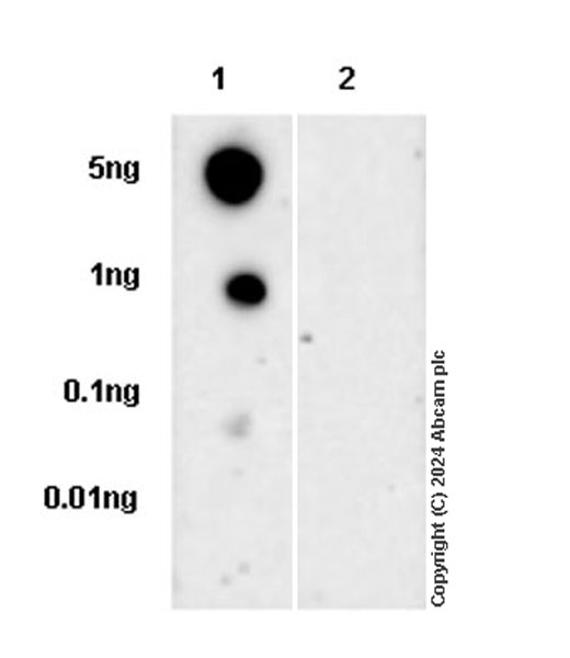 Dot Blot - Anti-PKC gamma antibody [EPR28643-68] (ab317315), expandable thumbnail