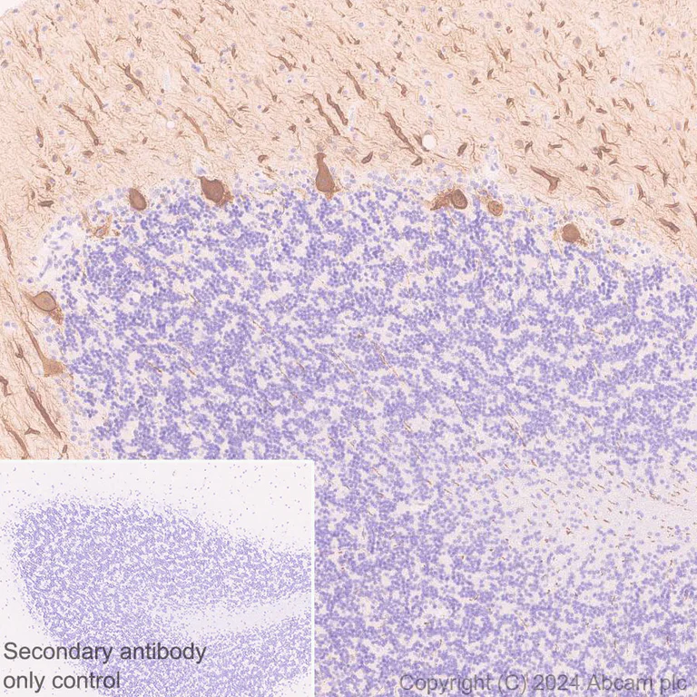 Immunohistochemistry (Formalin/PFA-fixed paraffin-embedded sections) - Anti-PKC gamma antibody [EPR28643-68] (AB317315)