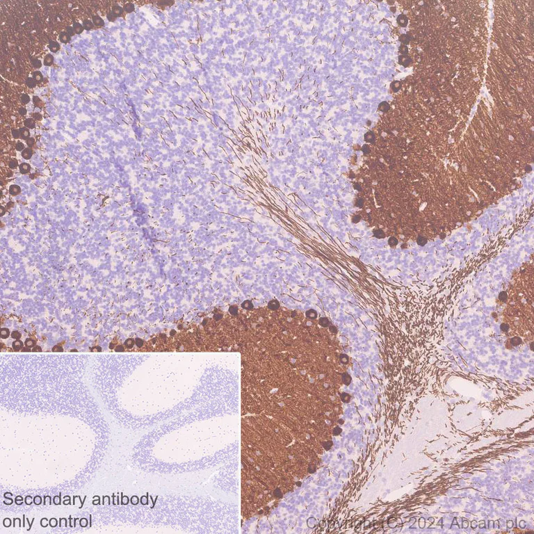 Immunohistochemistry (Formalin/PFA-fixed paraffin-embedded sections) - Anti-PKC gamma antibody [EPR28643-68] (AB317315)