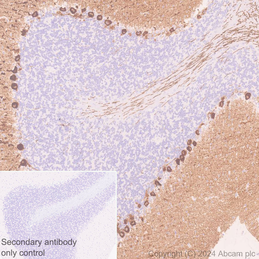 Immunohistochemistry (Formalin/PFA-fixed paraffin-embedded sections) - Anti-PKC gamma antibody [EPR28643-68] (ab317315), expandable thumbnail