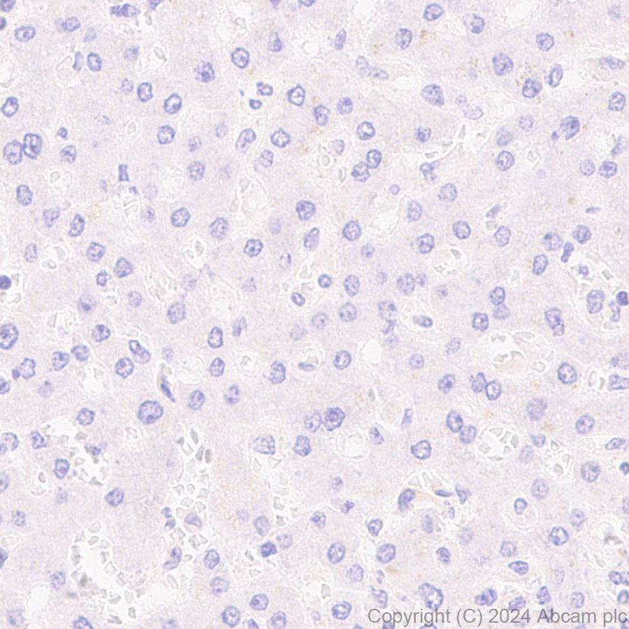 Immunohistochemistry (Formalin/PFA-fixed paraffin-embedded sections) - Anti-PKC gamma antibody [EPR28643-68] (ab317315), expandable thumbnail