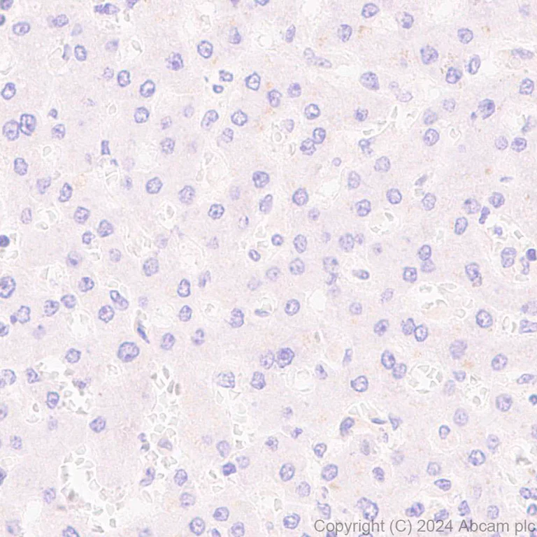 Immunohistochemistry (Formalin/PFA-fixed paraffin-embedded sections) - Anti-PKC gamma antibody [EPR28643-68] (AB317315)