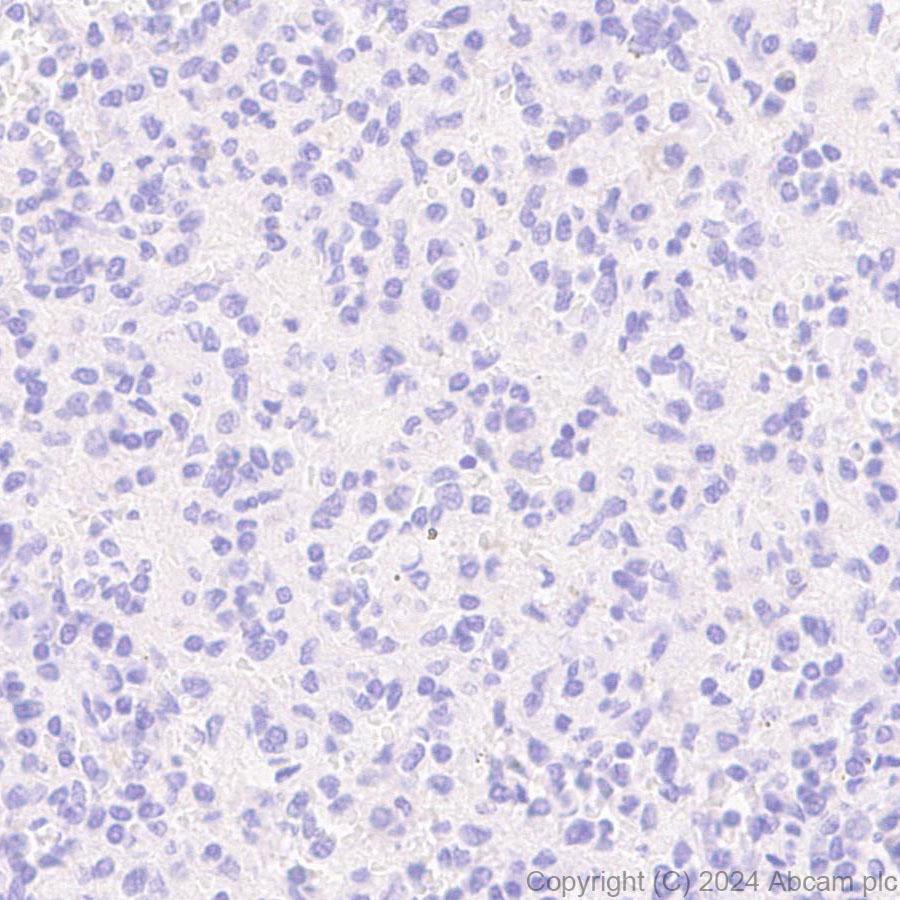 Immunohistochemistry (Formalin/PFA-fixed paraffin-embedded sections) - Anti-PKC gamma antibody [EPR28643-68] (ab317315), expandable thumbnail