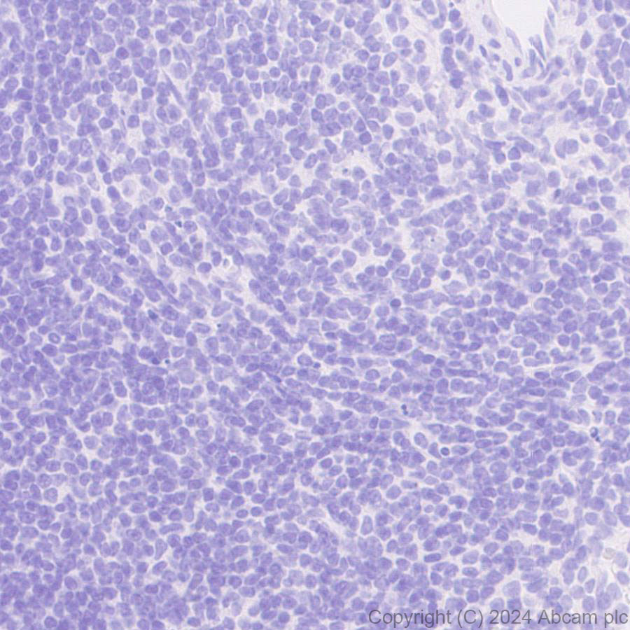 Immunohistochemistry (Formalin/PFA-fixed paraffin-embedded sections) - Anti-PKC gamma antibody [EPR28643-68] (ab317315), expandable thumbnail